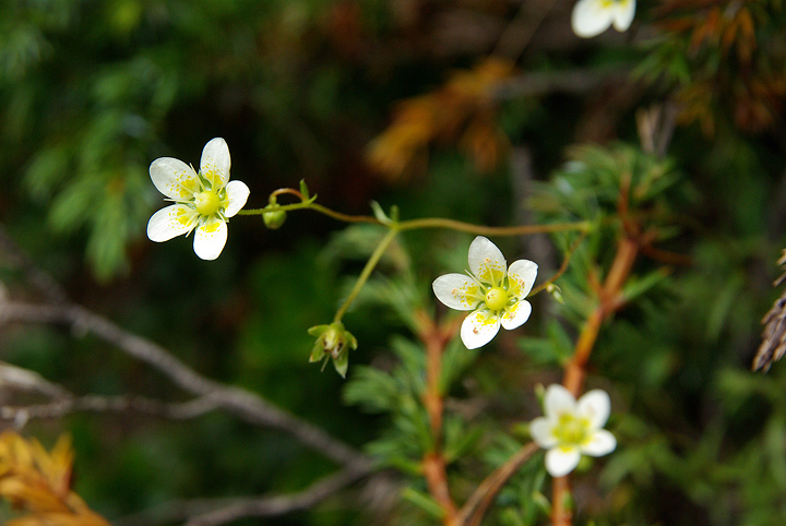 Saxifraga aspera / Sassifraga spinulosa