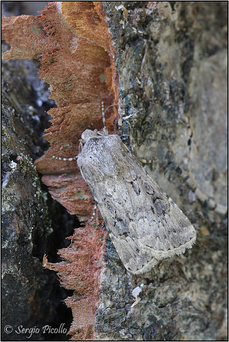 Due tonalit per questo nottuide (Agrotis bigramma???)