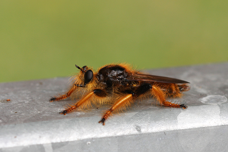 Asilidae probabile Pogonosoma maroccanum