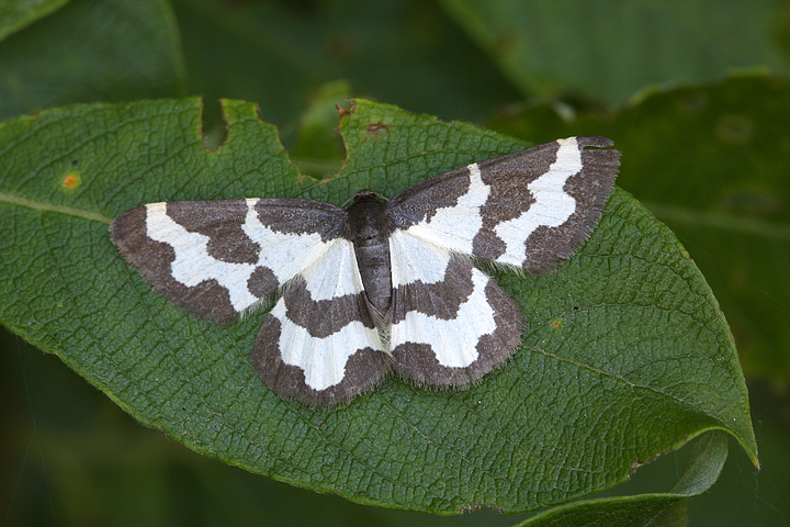 Lomaspilis marginata