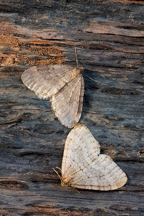 Operophtera brumata, coppia speculare