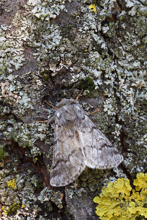 Trichiura crataegi? - No, Thaumetopoea pityocampa