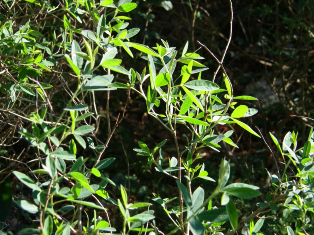 Arbusto in bosco di fragno - Anagyris foetida