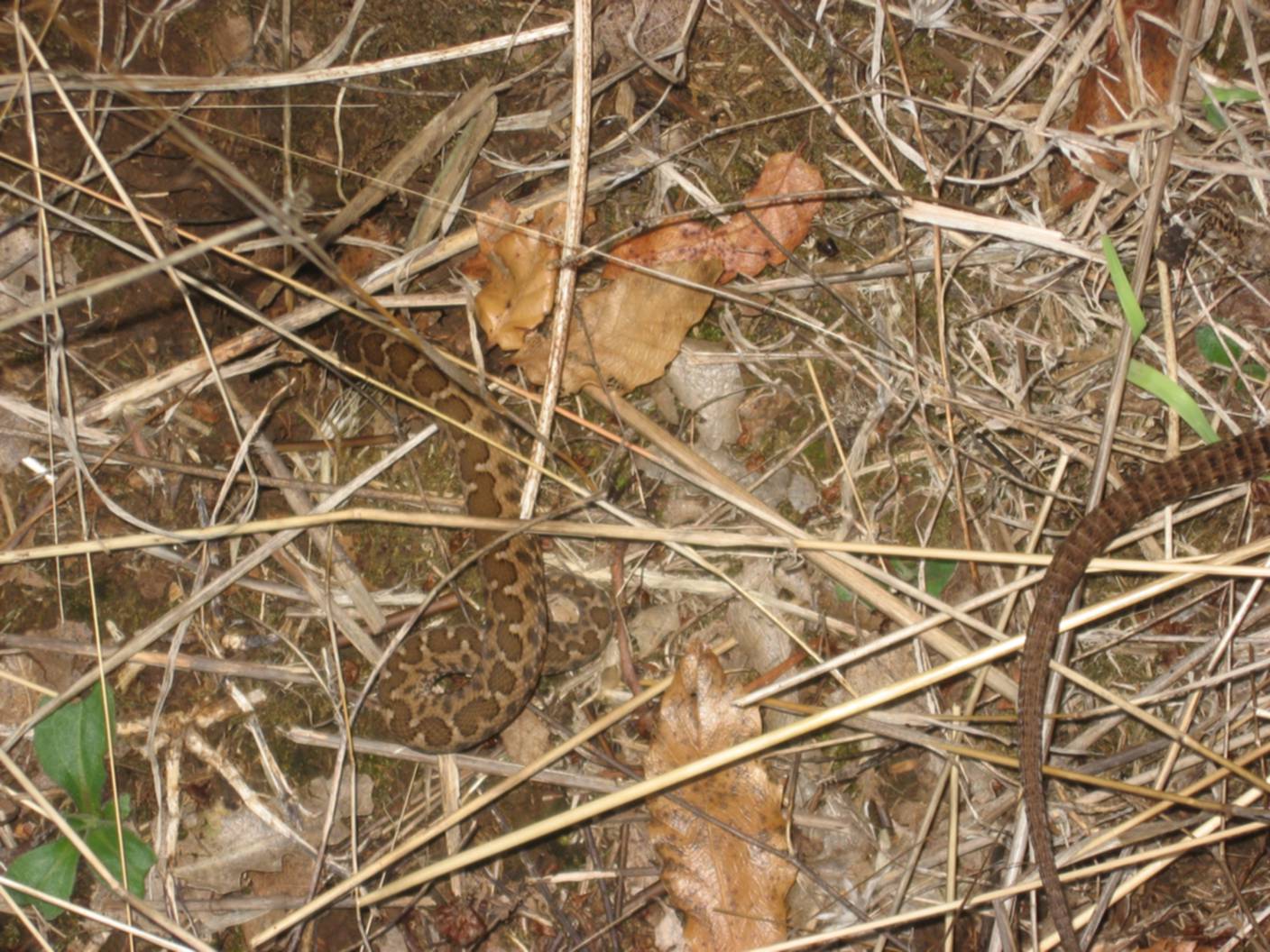 Serpente  (Vipera aspis hugyi) e lucertola morta