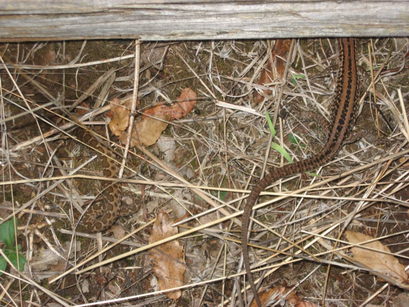 Serpente  (Vipera aspis hugyi) e lucertola morta