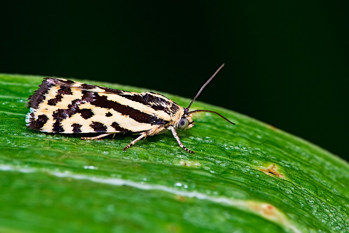 Identificazione : Emmelia trabealis