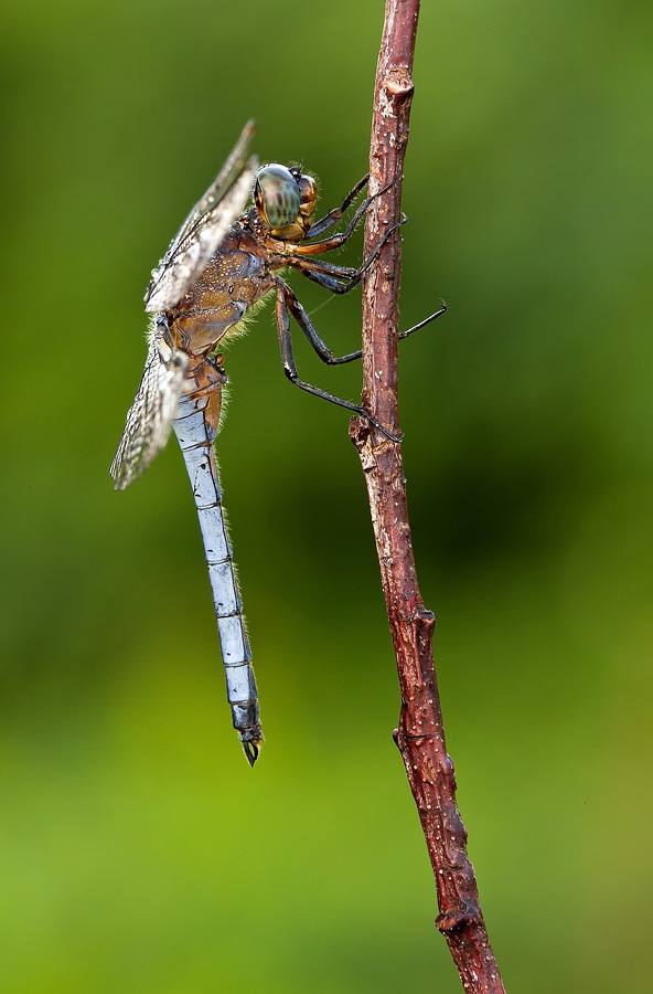 Identificazione: Orthetrum coerulescens