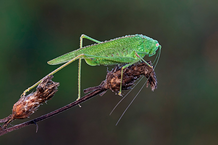 Identificazione