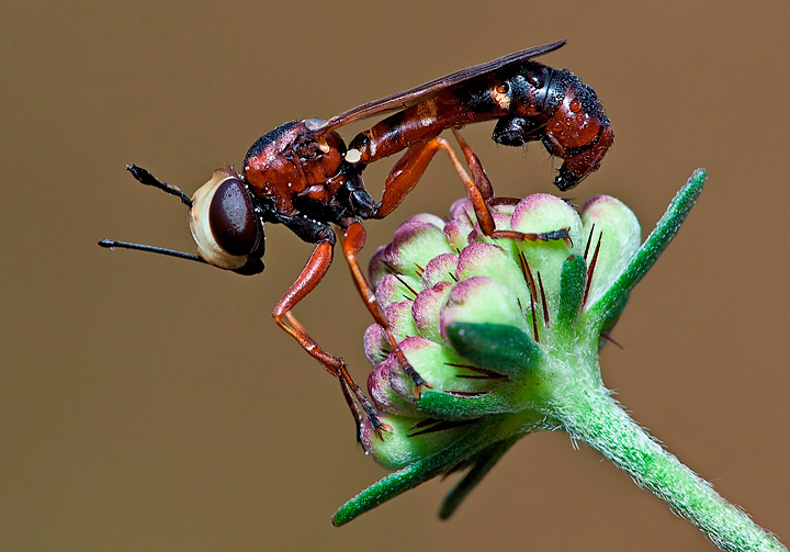 Physocephala sp.(?) (Conopidae)