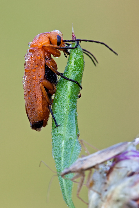 Identificazione: Zonitis flava