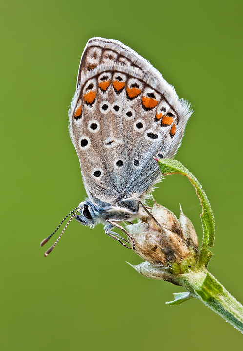 Identificazione