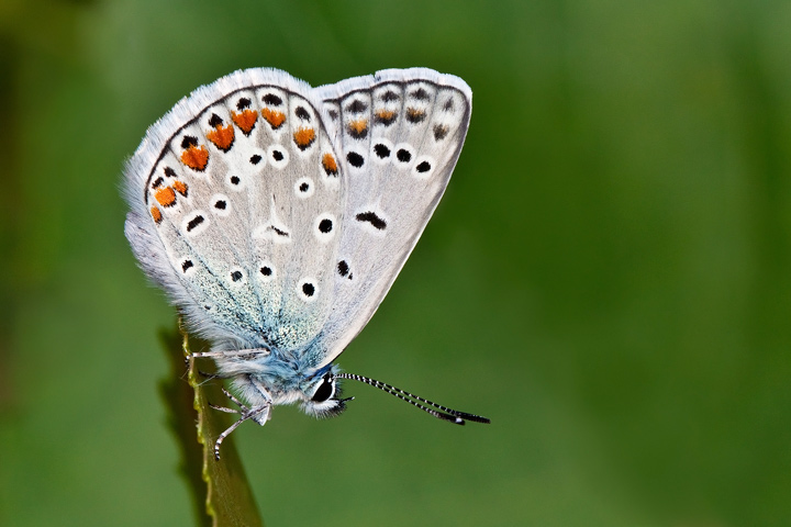 Identificazione