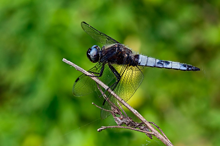 Riconoscimento: Libellula fulva