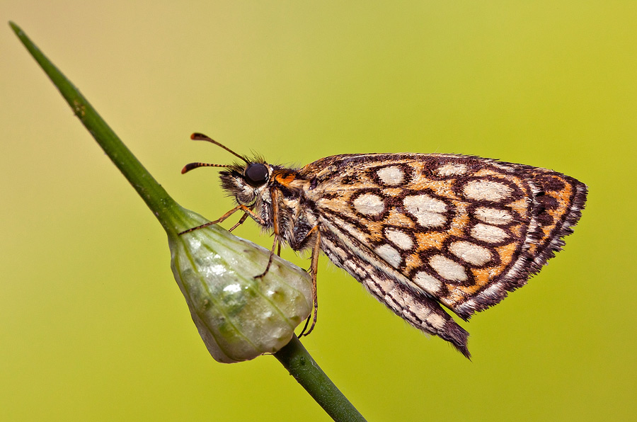 Identificazione