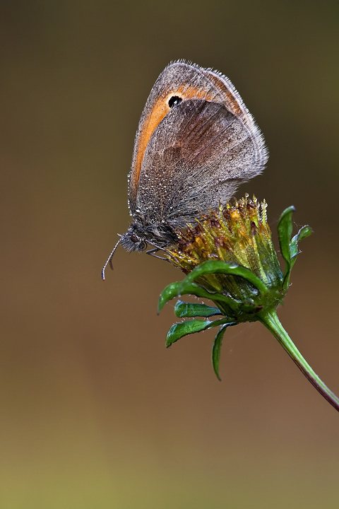 Identificazione - Coenonympha pamphilus