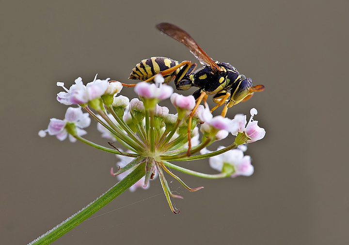 maschio di Polistes sp.