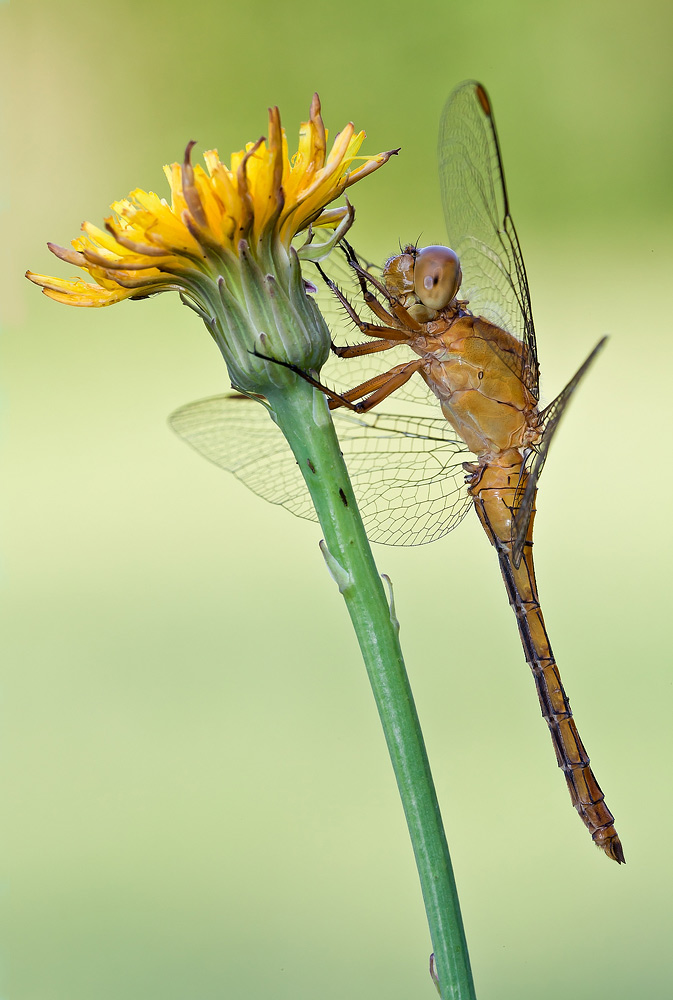 Identificazione: Orthetrum coerulescens