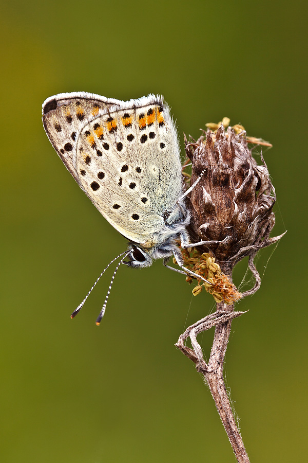 Identificazione