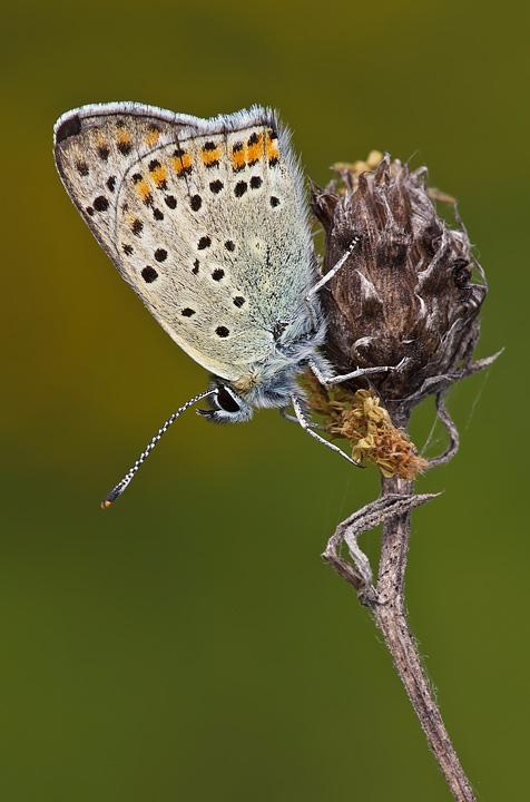 Identificazione