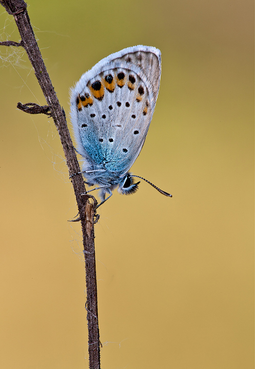 Identificazione - Plebejus sp.