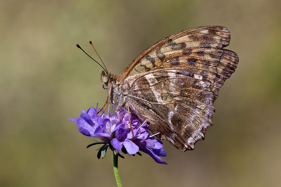 Argynnis paphia