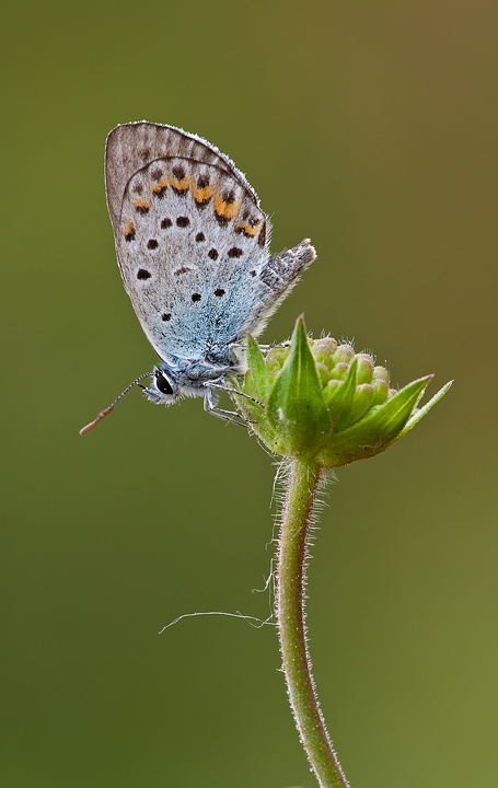 Identificazione