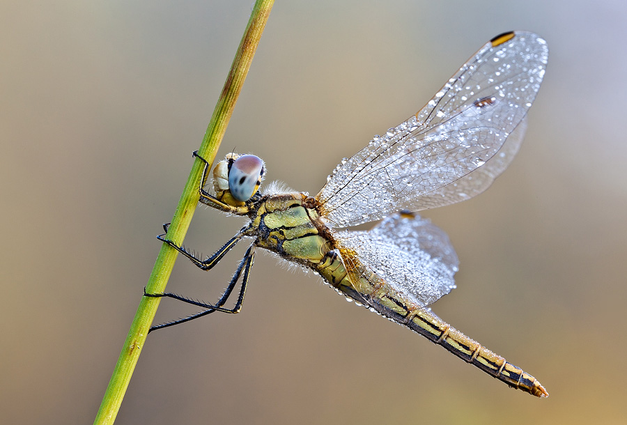 Sympetrum fonscolombii