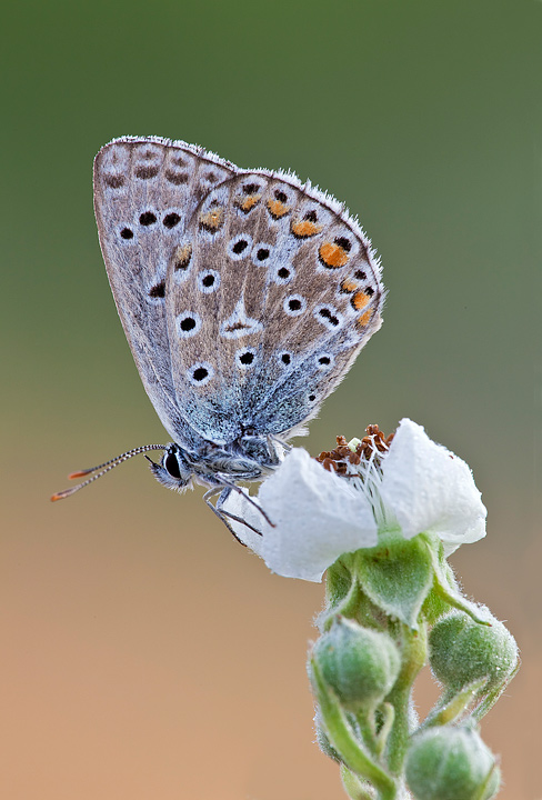 Identificazione