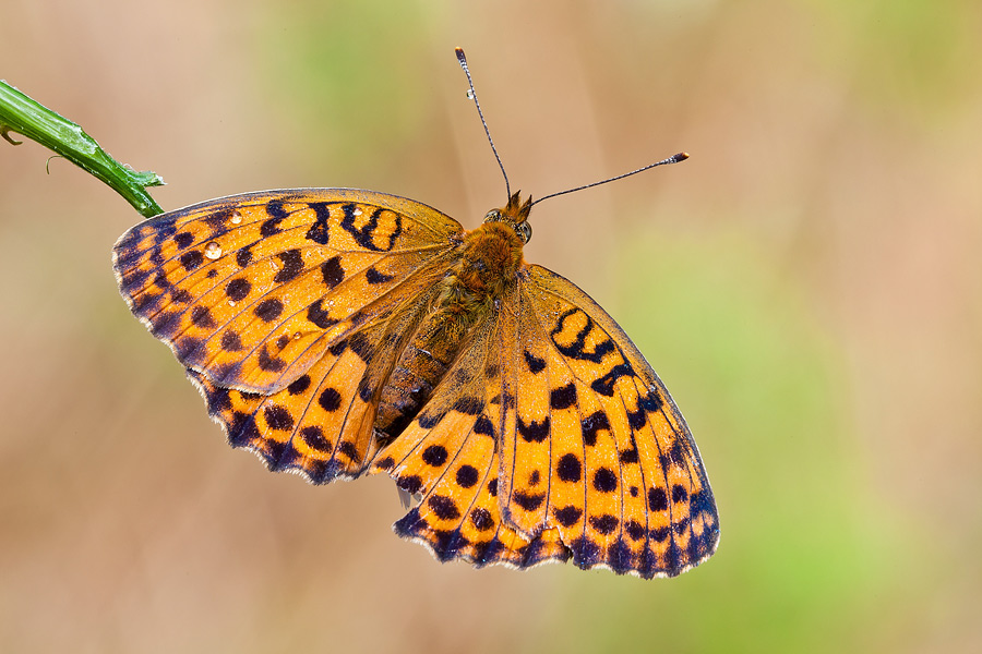 Brenthis daphne - Nymphalidae