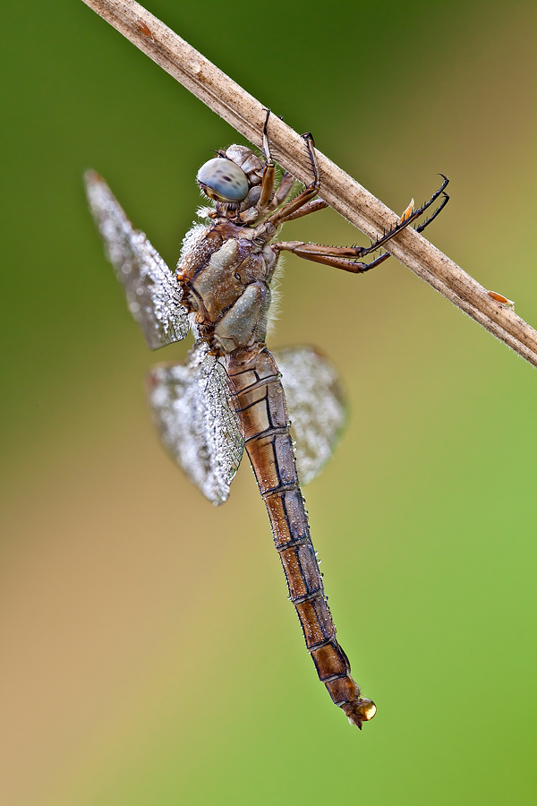 Identificazione - Orthetrum brunneum