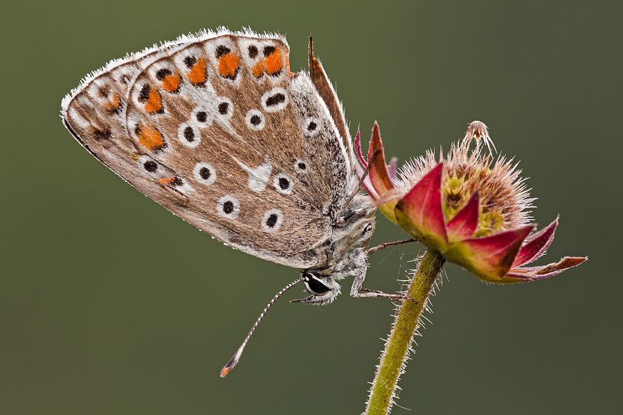 Identificazione