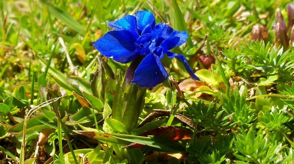 Gentiana verna