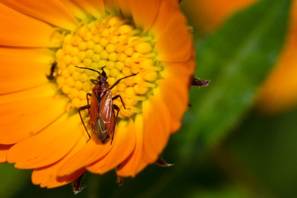 Miridae: Macrotylus nigricornis f. garibaldianus di Sicilia