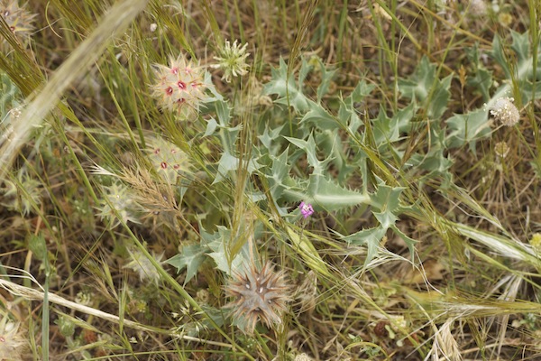 Trifolium stellatum