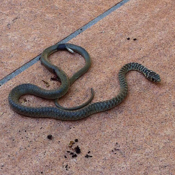 serpente Abruzzo