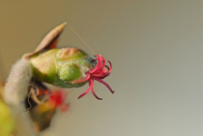 fiore di nocciolo