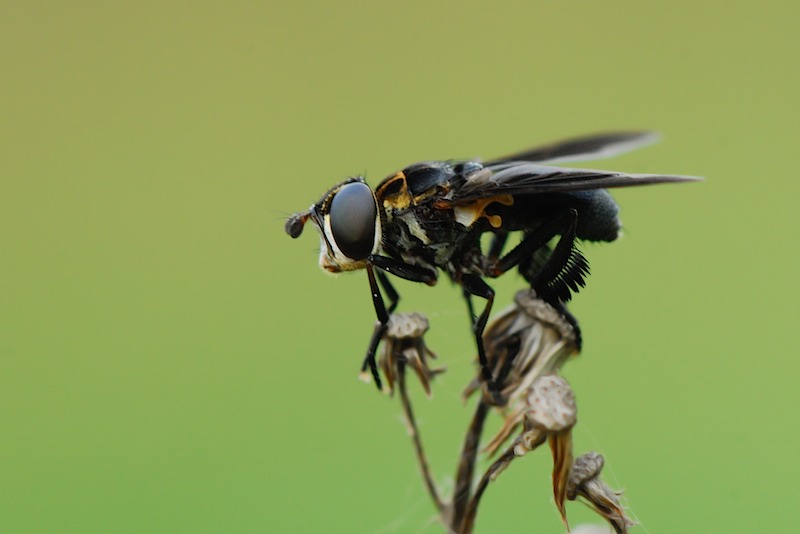 Trichopoda pennipes (Tachinidae).