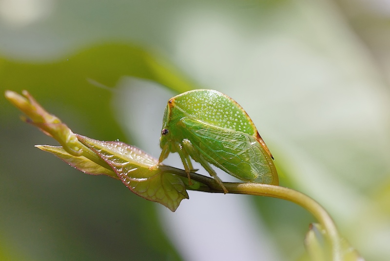 Stictocephala bisonia