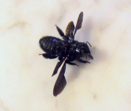 Xylocopa