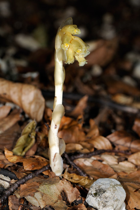 Monotropa sp.