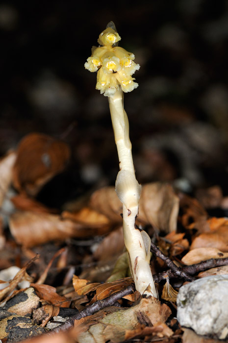 Monotropa sp.