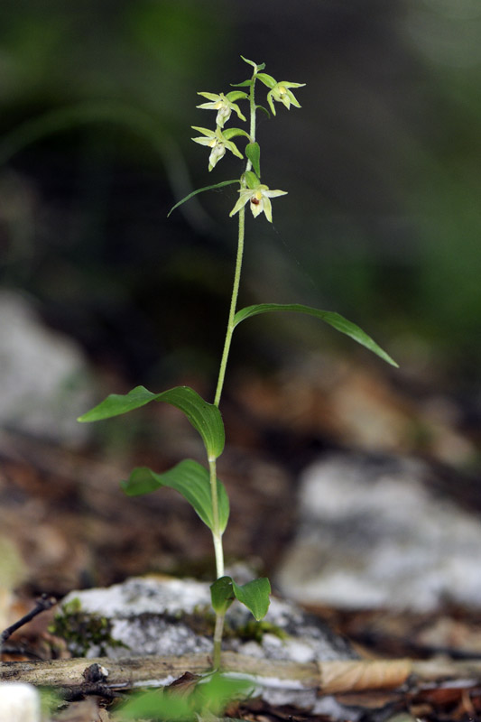 Epipactis...?