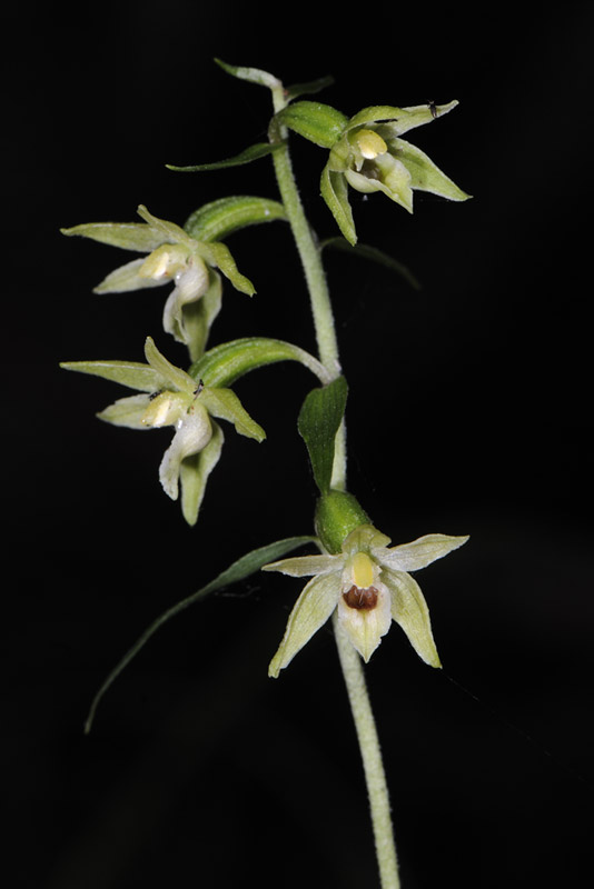 Epipactis...?