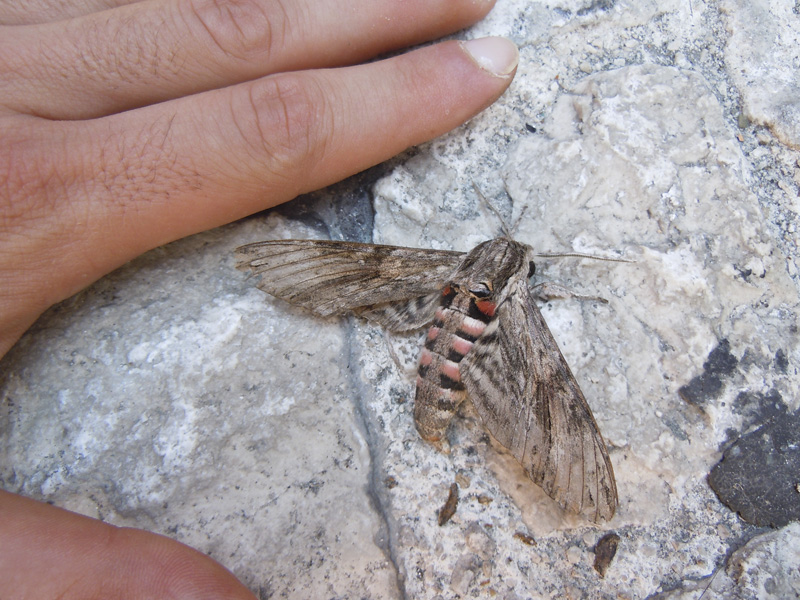 Falena da identificare...