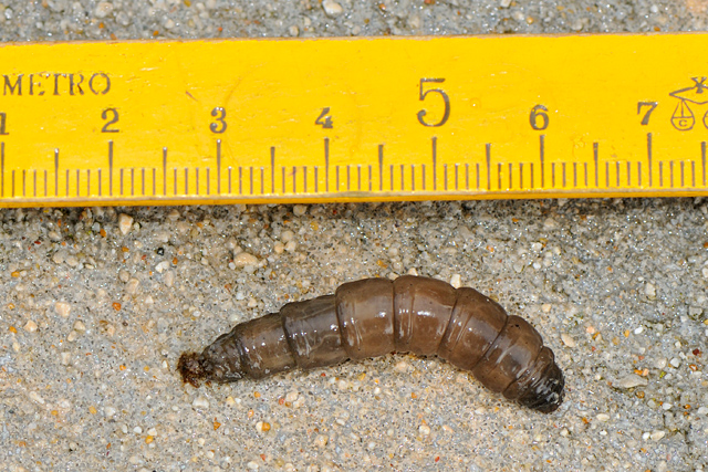 Identificazione larva...