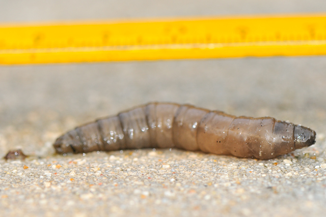 Identificazione larva...