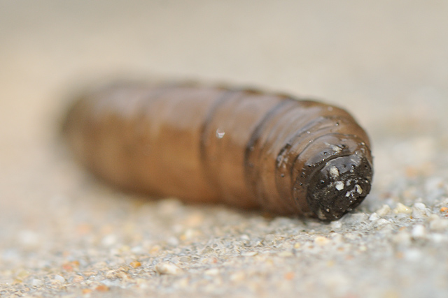 Identificazione larva...