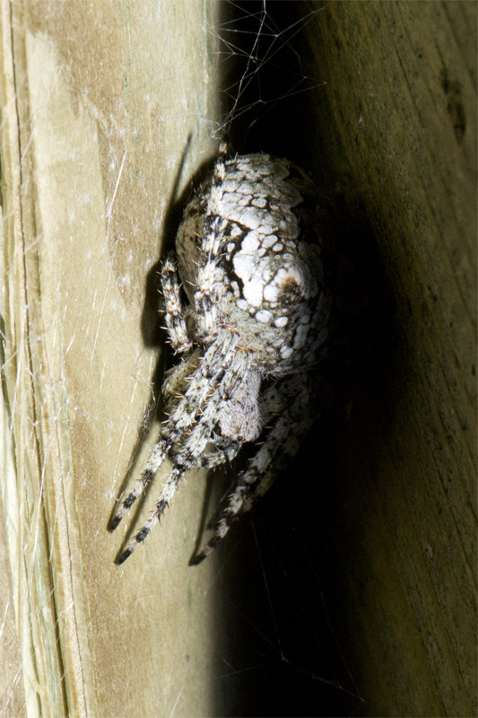 Araneus sp.