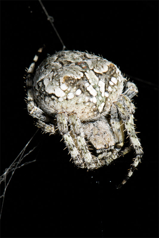 Araneus sp.