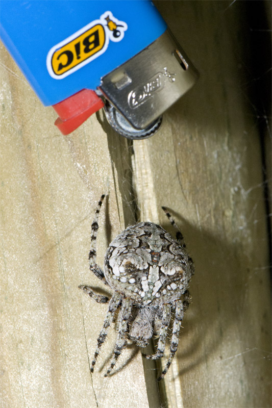 Araneus sp.